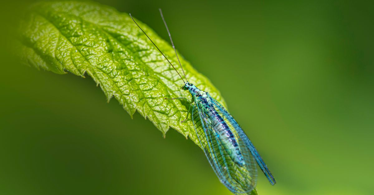 Best DEET Insect Repellent UK: Top Picks for 2026