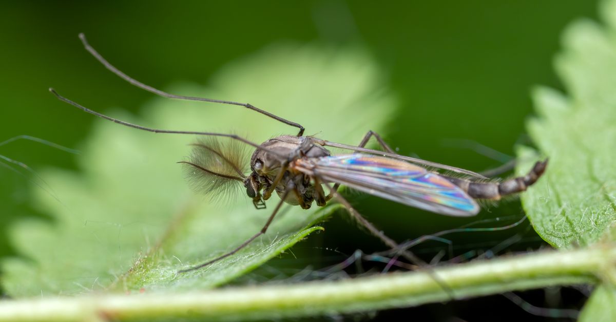 The Best Midge Repellent for Scotland in 2026: A Highland Survival Guide