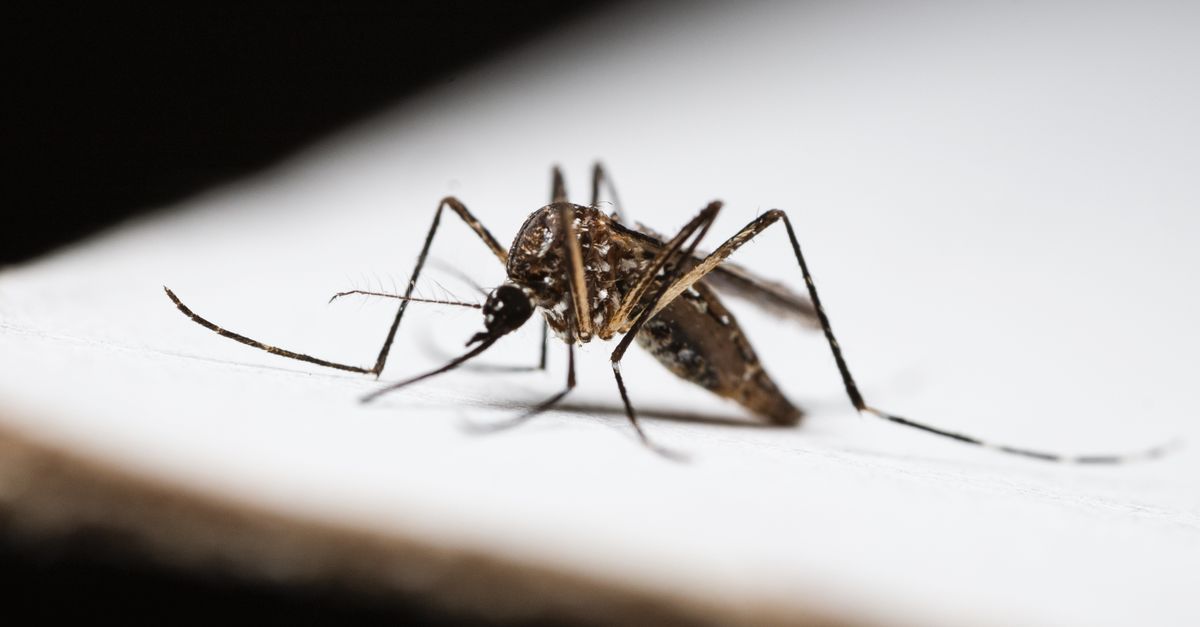 The Best Mosquito Repellent for the UK in 2026: Top Sprays, Lotions, and Wipes