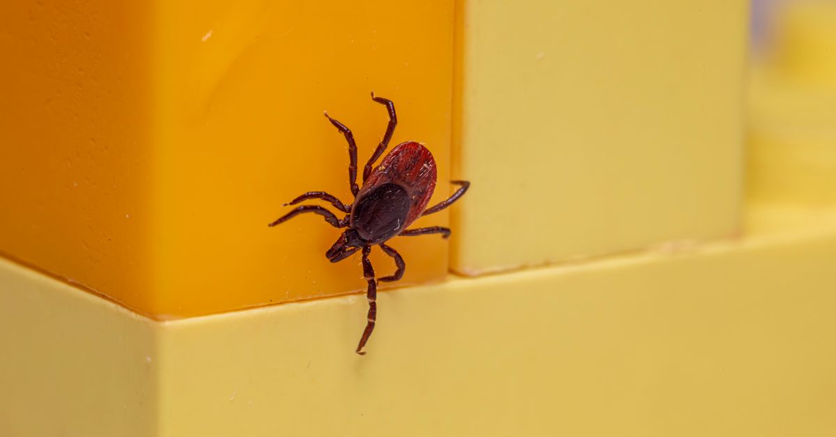 How to Avoid Ticks When Hiking UK: Prevention, Removal and Lyme Disease