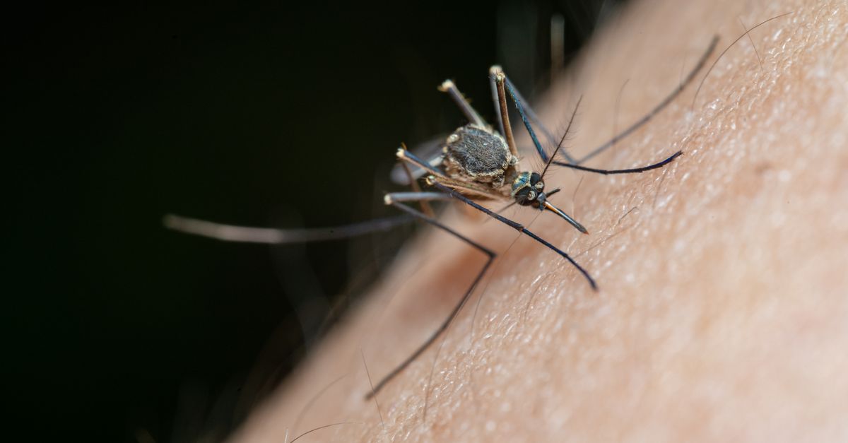 The Best Insect Repellent Bands for 2026: A UK Buyer's Guide