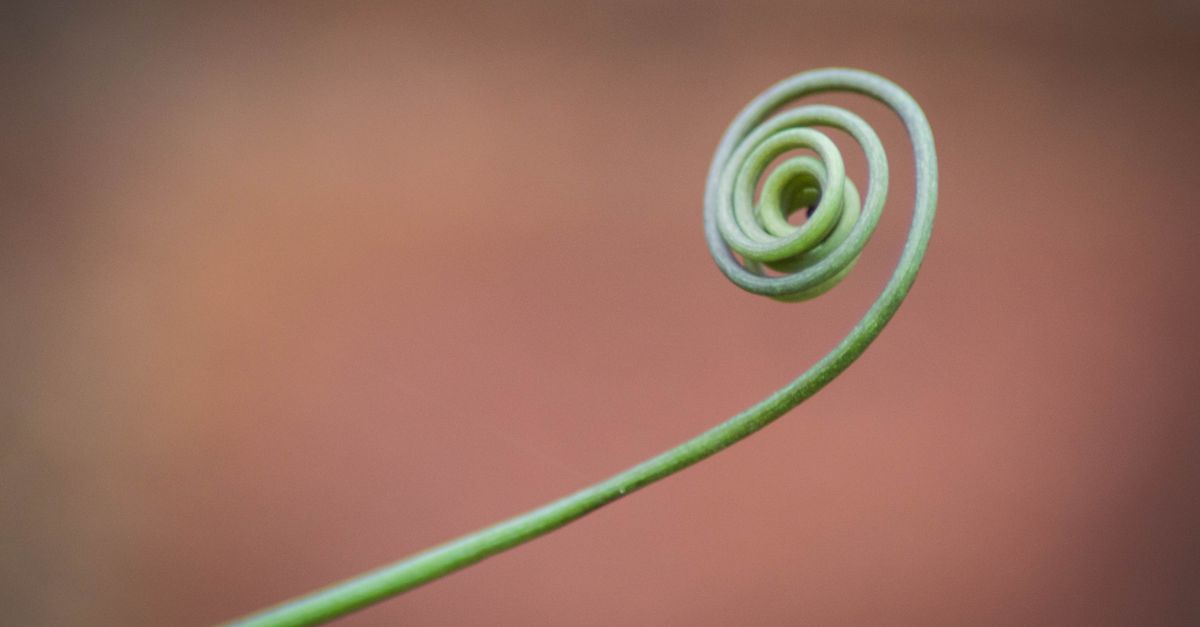 Insect Repellent Coils UK 2026: The Best Options for Camping, Gardens and Festivals