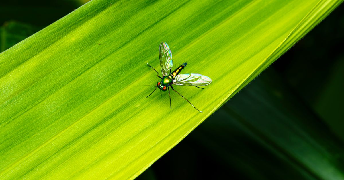 The Best Insect Repellents for 2026: Expert Researched & Reviewed