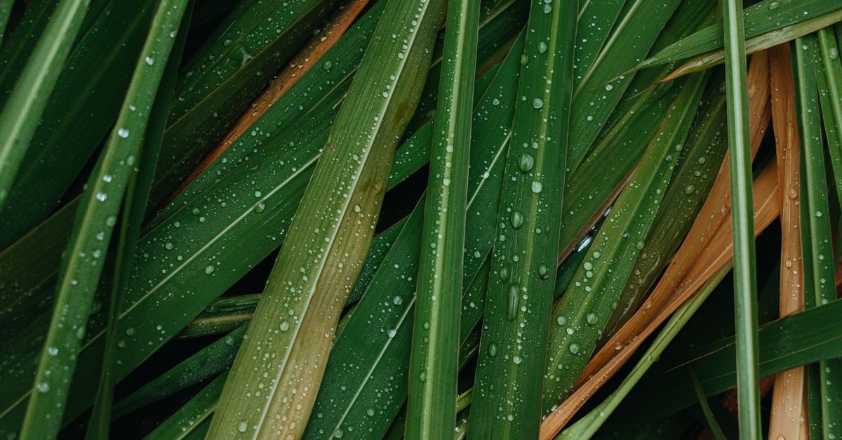 Lemongrass Insect Repellent: Do Citronella & Lemongrass Oils Actually Work? UK Guide 2026