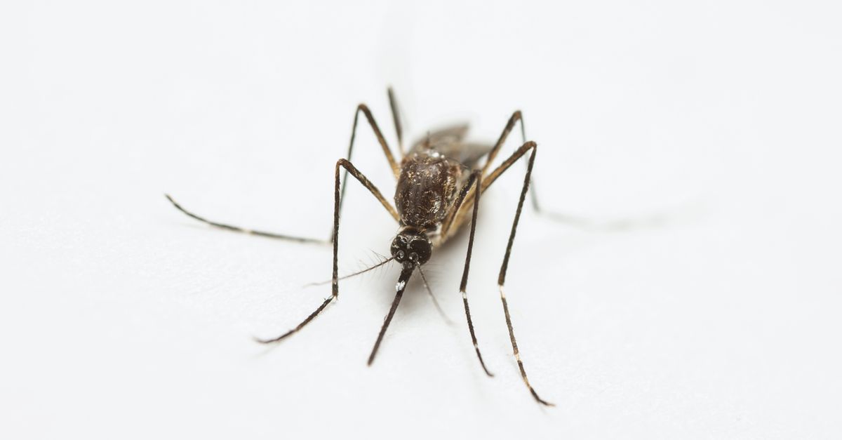 Midge Repellent Homemade: Do DIY Blends Really Beat Smidge and Skin So Soft in 2026?