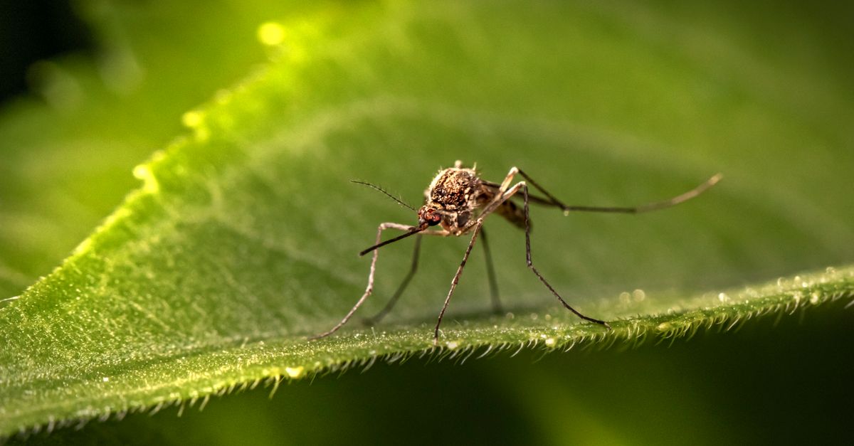 Best Mosquito Repellents UK 2026