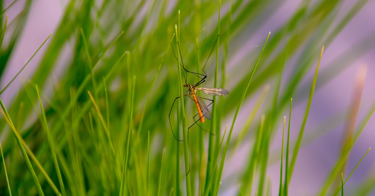 Best Mosquito Repellent 2026: Top Picks for UK Campers & Travellers