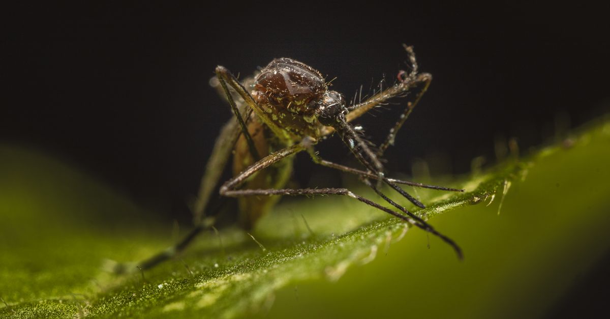 The Best Mosquito Repellents for the UK in 2026: Stop the Bites for Good