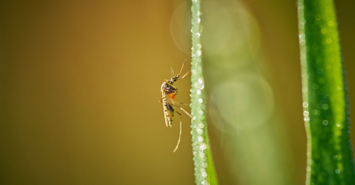 The Best Natural Mosquito Repellents for 2026: A Complete UK Buyer's Guide