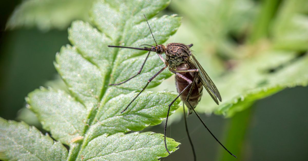 The Best Plug-In Mosquito Repellents for UK Homes in 2026: Expert Buyer's Guide