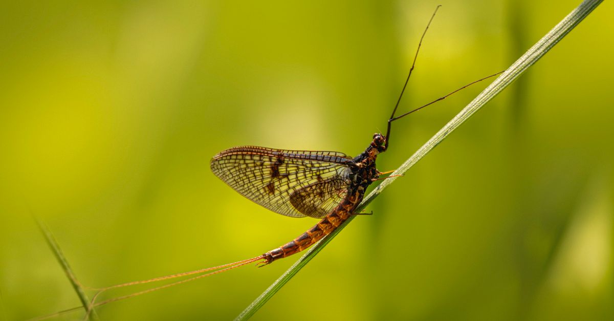 Savers Insect Repellent: What the Own-Label Range Actually Contains — and When It Pays to Spend More