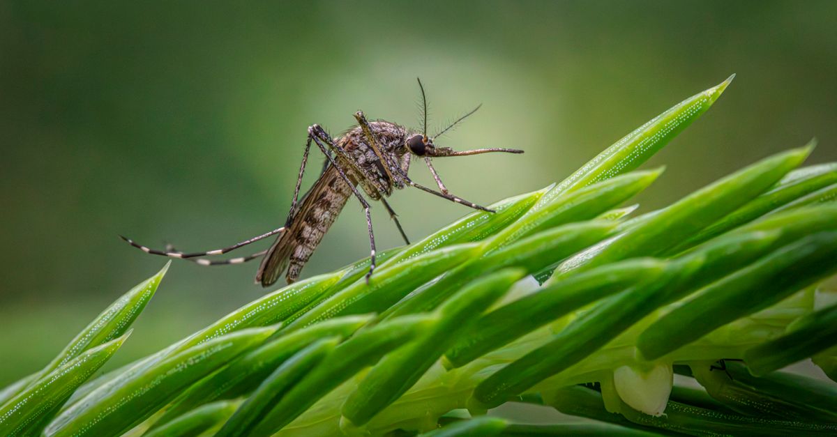 Smidge Insect Repellent: A Complete UK Buying Guide for 2026